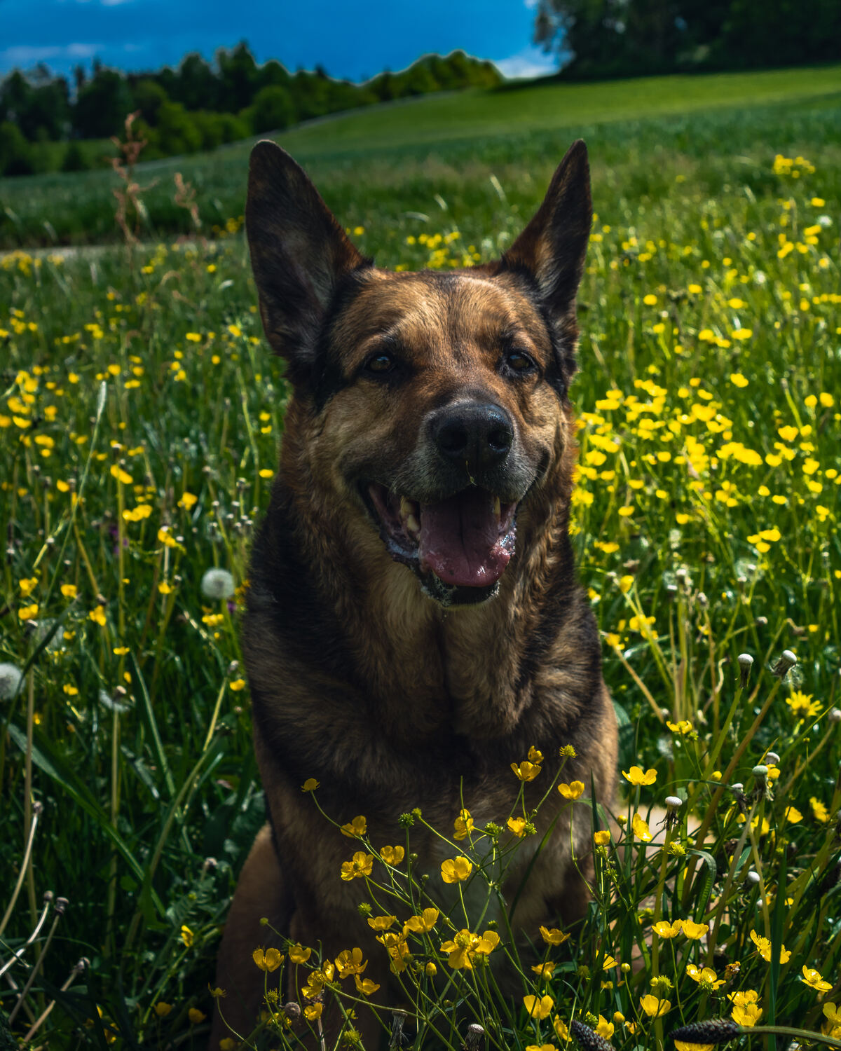 Tierfotografie im Feld